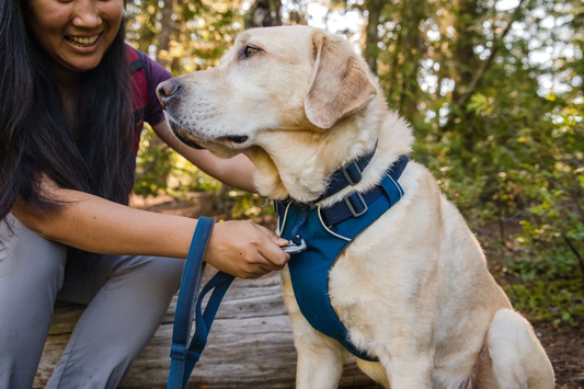 Labrador i skog som bär en ergonomisk och säker blå hundsele med reflexdetaljer, perfekt för promenader och bilresor