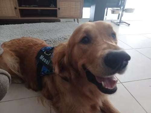 Glad golden retriever som bär en blå anpassad hundsele med namnet 'Messi', perfekt för säkerhet och komfort i hemmet och på promenader.