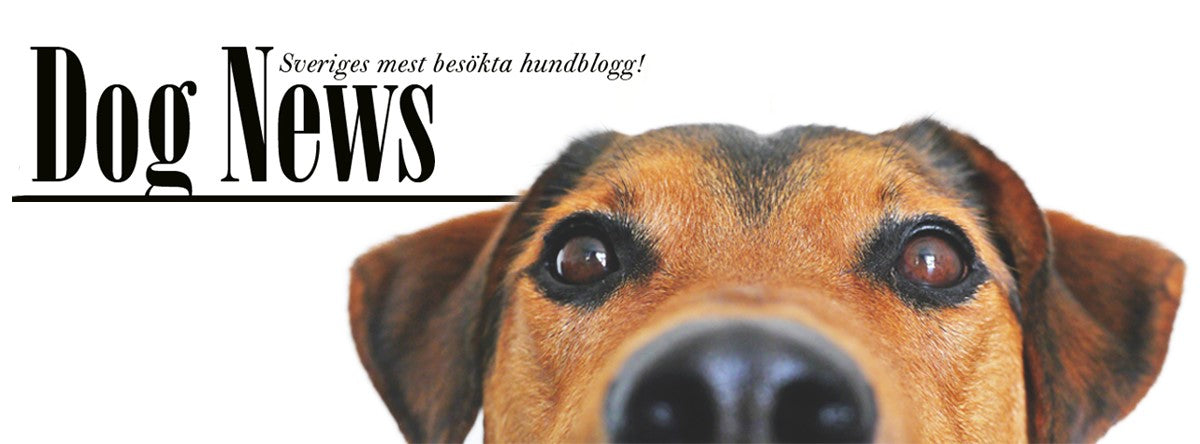 Dog News - Sveriges mest besökta hundblogg med närbild på en hunds ansikte, en källa för nyheter och tips för hundälskare.