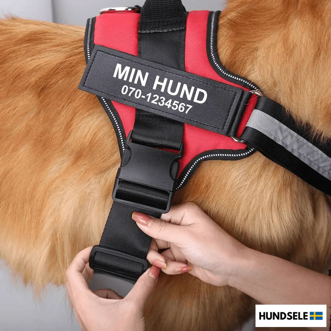 Röd hundsele med namnet 'Min Hund' och telefonnummer '070-1234567' tryckt på sidan. Personlig hundsele för säkerhet och stil, perfekt för alla hundstorlekar. Köp din kvalitetssele på hund-sele.se.