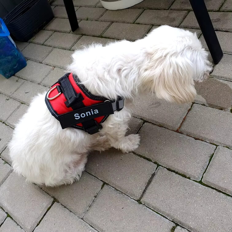 Vit hund som bär en röd hundsele med namnet 'Sonia', designad för komfort och säkerhet vid dagliga aktiviteter och promenader.