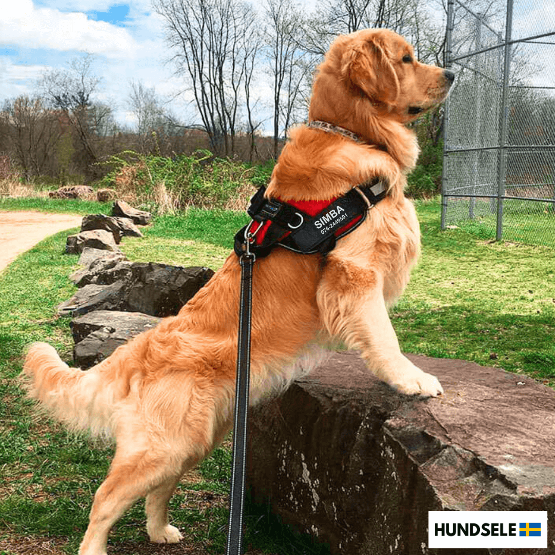 Golden retriever med röd och svart hundsele märkt 'Simba' och ett telefonnummer, stående på en sten i en grön park. Perfekt sele för säkerhet och stil vid utomhusaktiviteter