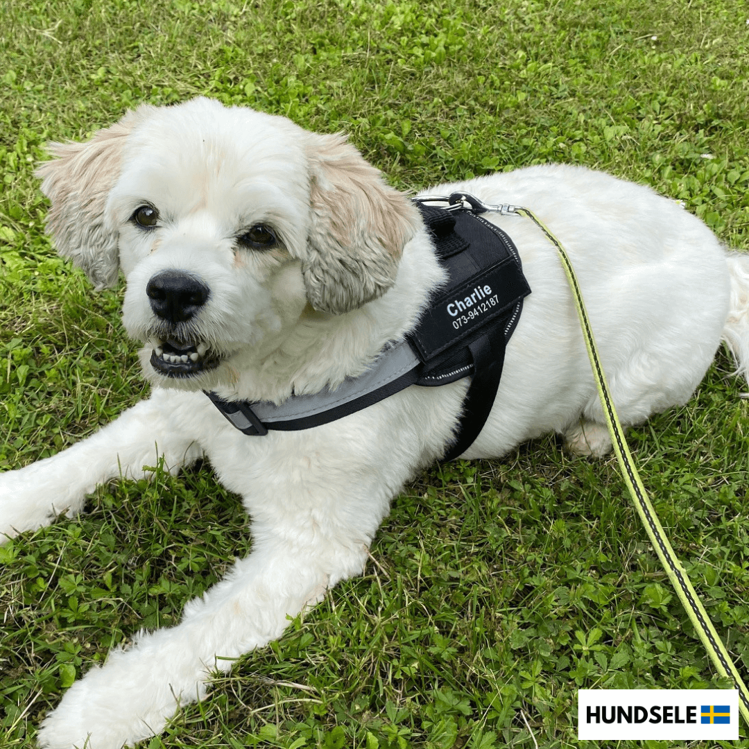 En vit och beige hund som ligger på gräset och bär en svart hundsele med texten 'Charlie' och ett telefonnummer synligt på selen. Bilden innehåller även en liten logotyp i det nedre högra hörnet med texten 'HUNDSELE' och en svensk flagga.