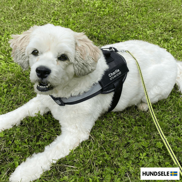 En vit och beige hund som ligger på gräset och bär en svart hundsele med texten 'Charlie' och ett telefonnummer synligt på selen. Bilden innehåller även en liten logotyp i det nedre högra hörnet med texten 'HUNDSELE' och en svensk flagga.