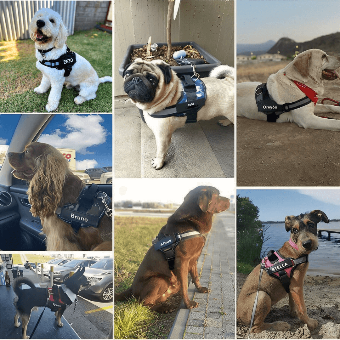 Collage av olika hundar som bär personliga hundselar med namn som 'Enzo', 'Bruno', 'Stella' och 'Albus', perfekta för säkerhet, komfort och stil vid promenader och äventyr.