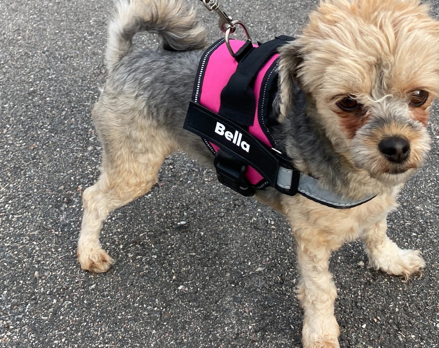 Liten hund med rosa hundsele med namn, på promenad utomhus