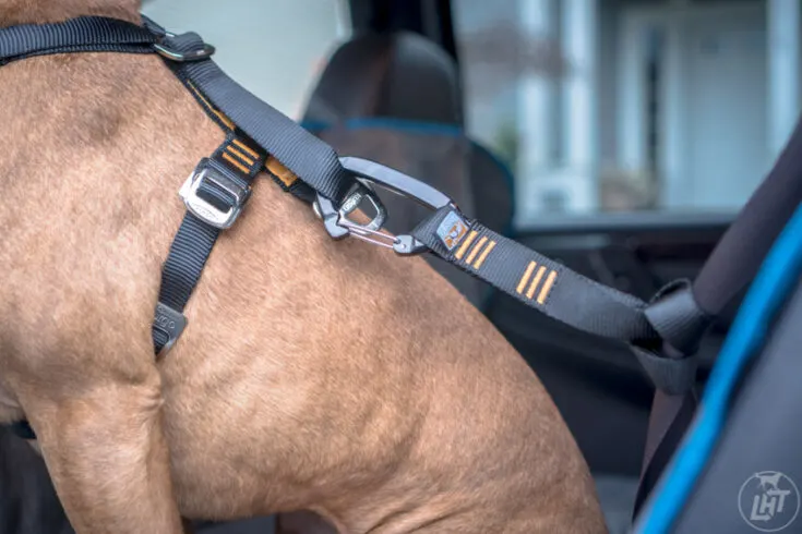 Hund säkrad med en svart bilsele fastsatt i säkerhetsbältet för säker bilresa