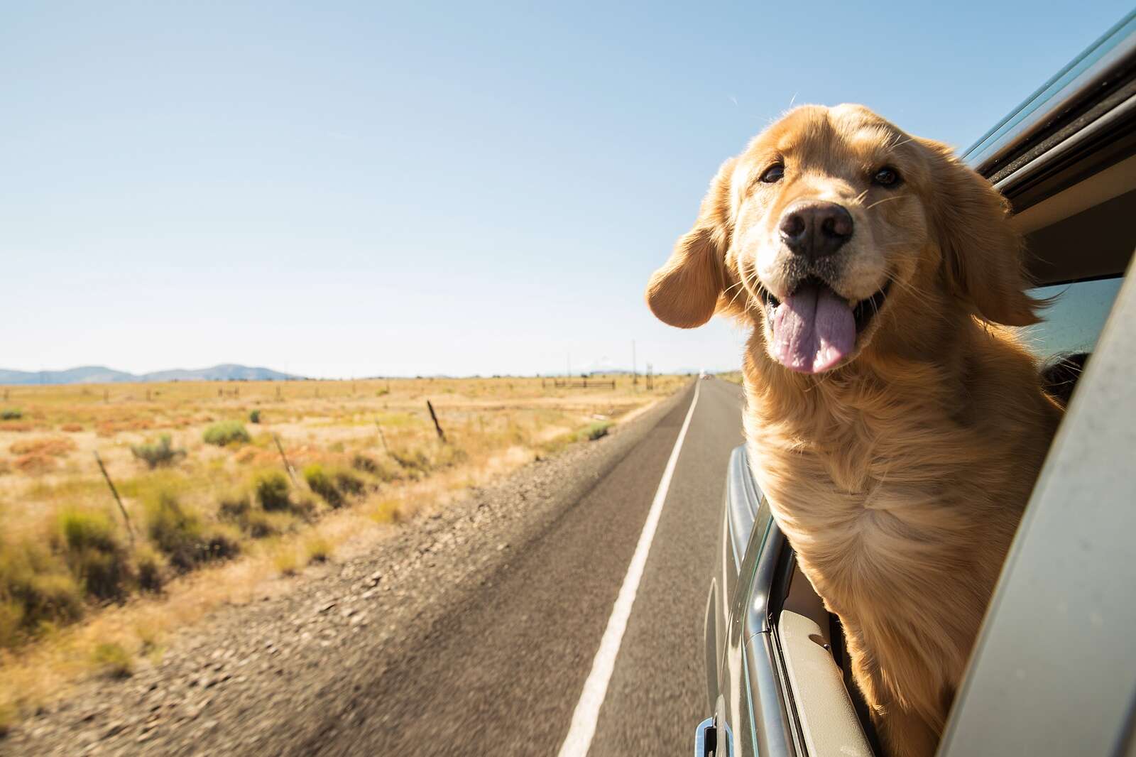 Hund som tittar ut genom bilfönster under bilresa – tips för säker bilåkning med hund