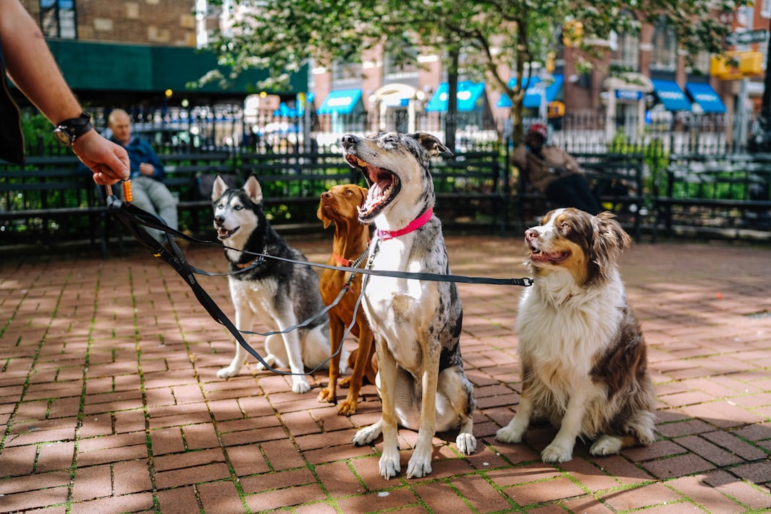 Hundträning med belöningar: Effektiva metoder för lydnad, trygghet och glädje