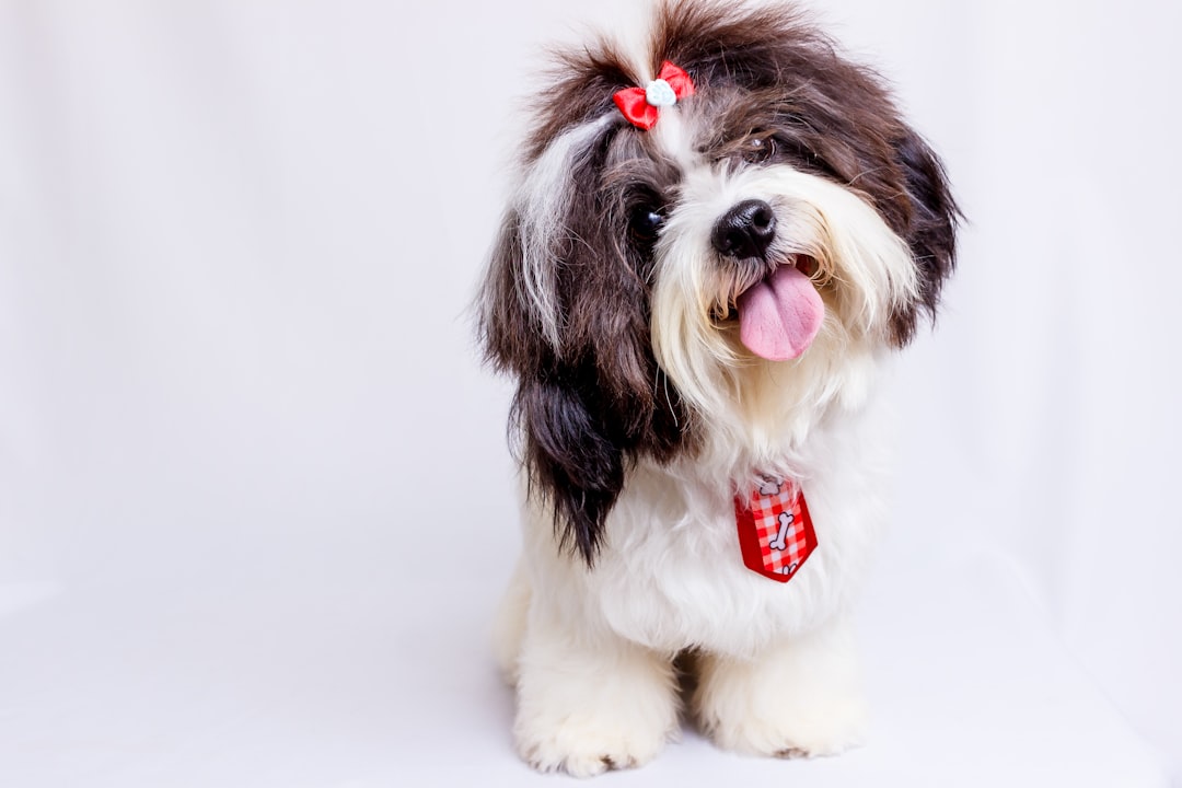 hundtillbehör med stil: Guide till säkra, personliga och snygga hundselar