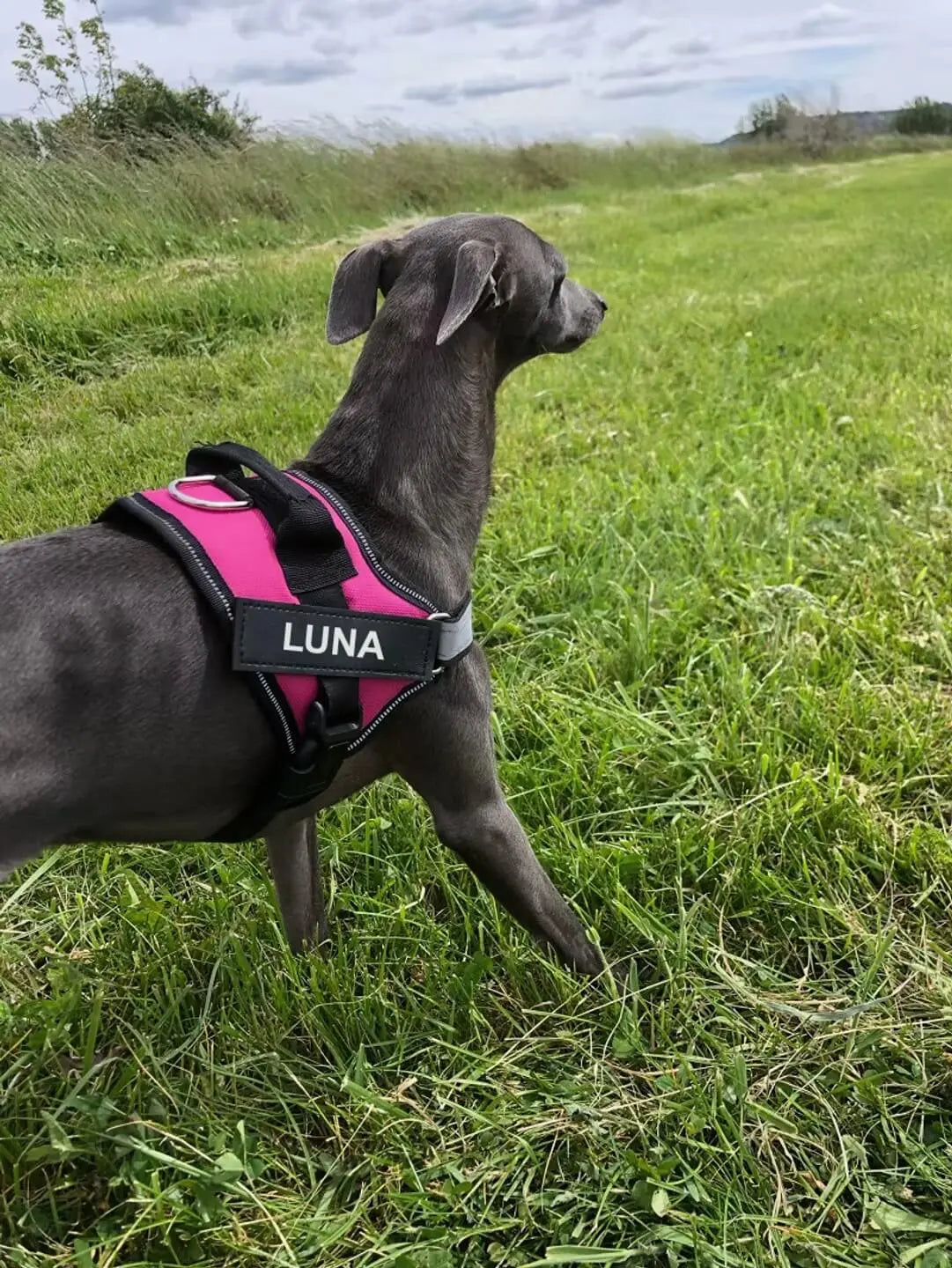 Hund med personlig rosa hundsele med namn under promenad