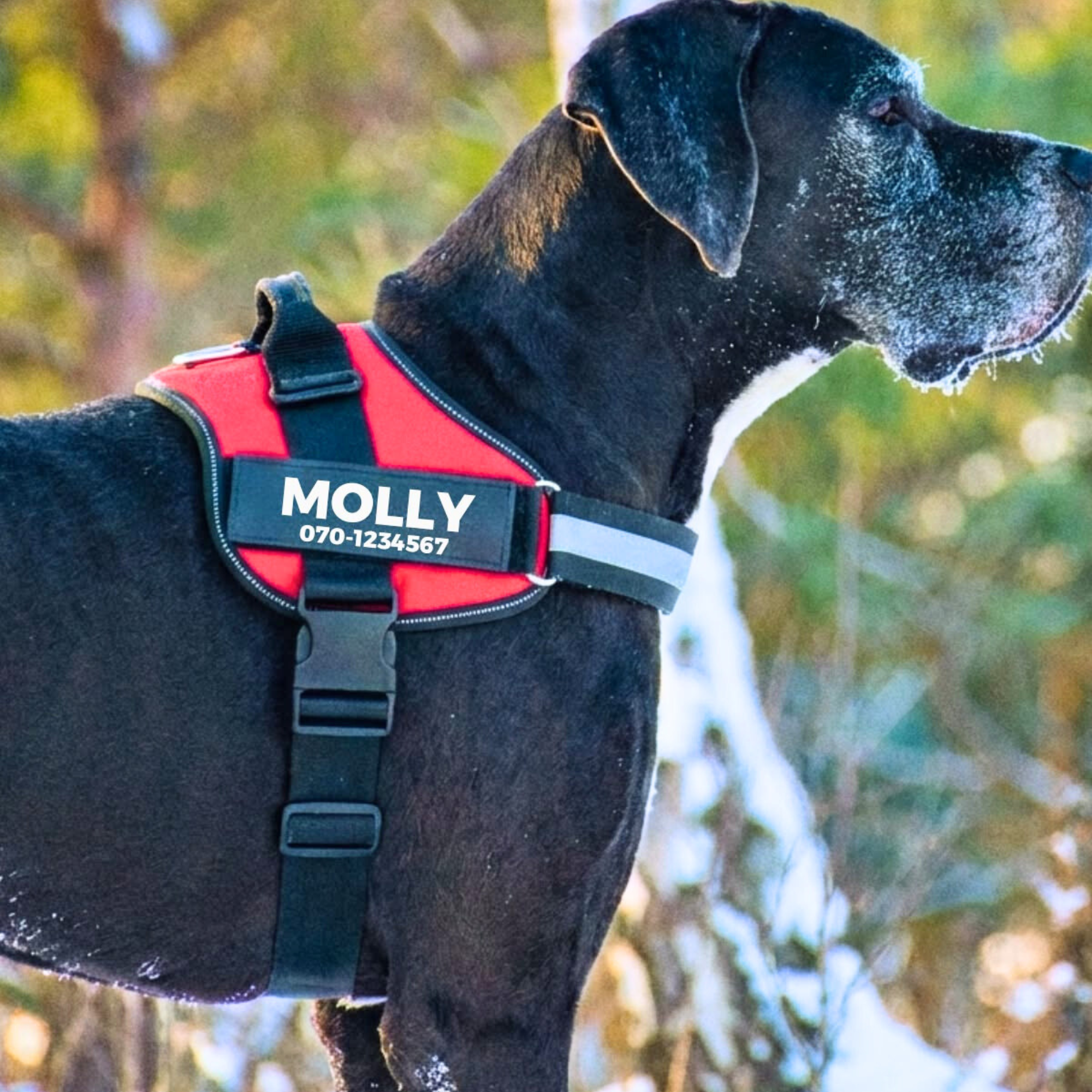 Namnlappar till Hundsele (2-pack)