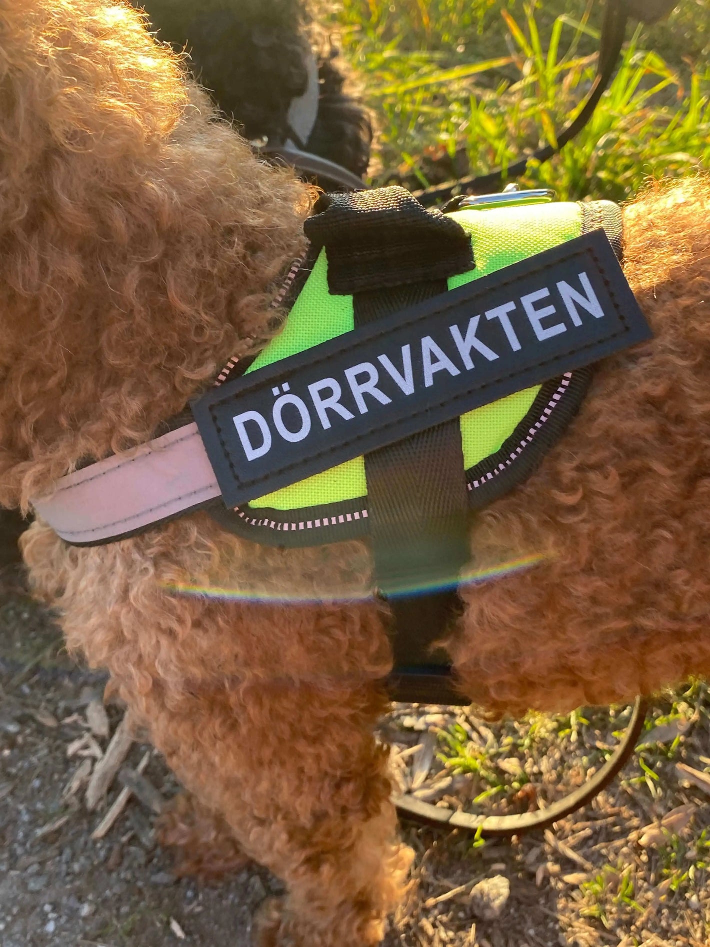 Personlig hundsele med namn och reflex – grön sele med texten DÖRRVAKTEN.