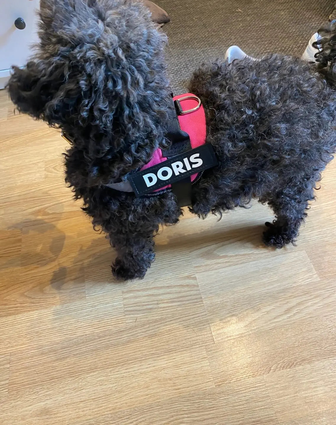 Liten hund med personlig hundsele med namn Doris