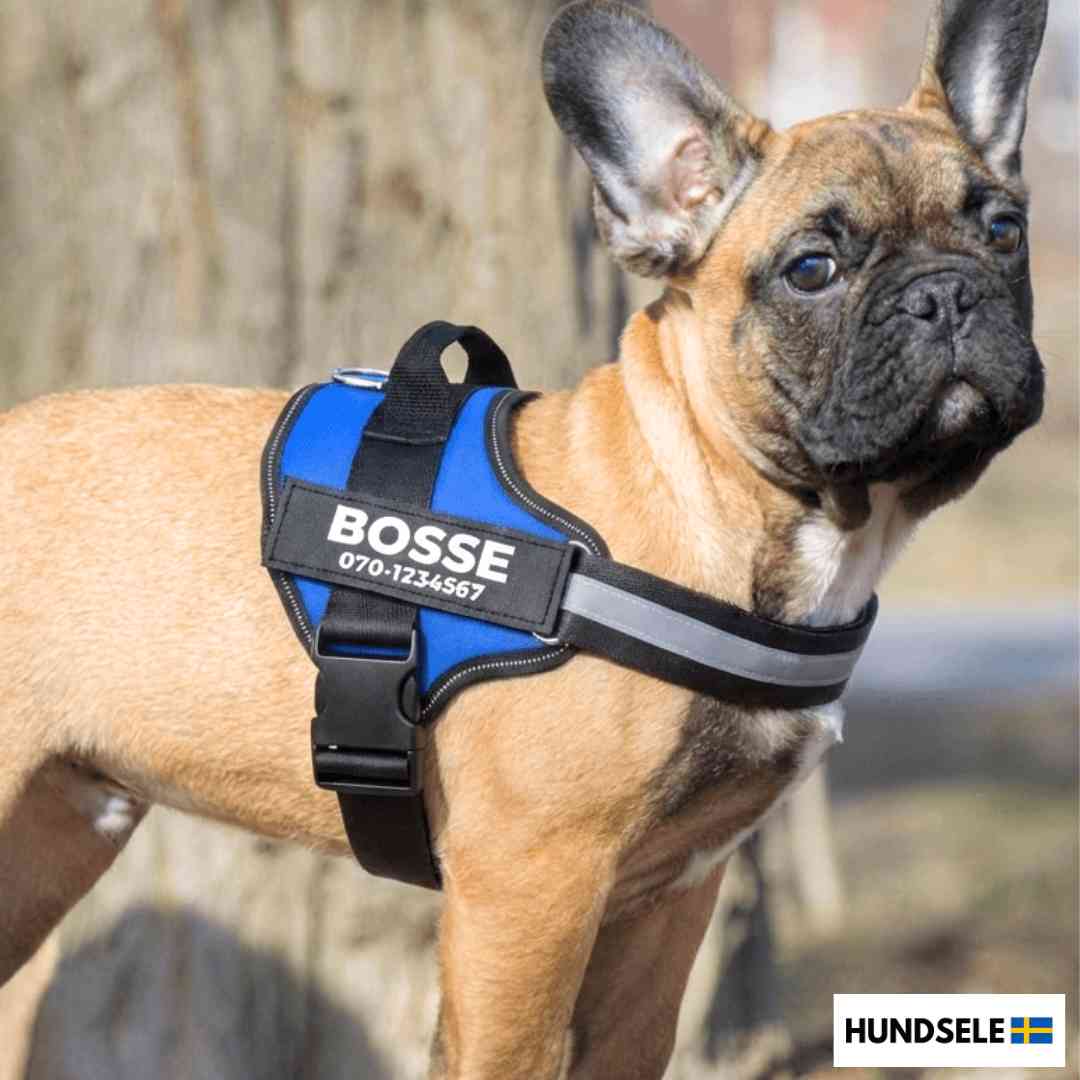 Fransk bulldog med blå personlig hundsele och namn