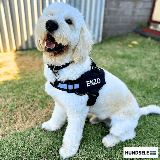 En vit och beige hund som sitter på gräset och bär en svart hundsele med namnet 'ENZO' synligt på selen. Bilden visar även en liten logotyp i det nedre högra hörnet med texten 'HUNDSELE' och en svensk flagga.