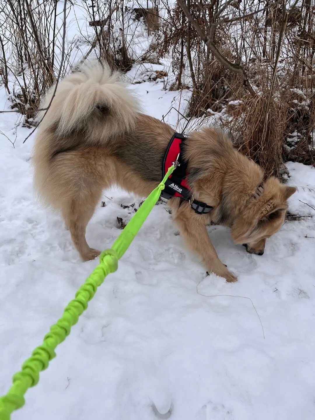 Hund med röd personlig hundsele med namn på vinterpromenad