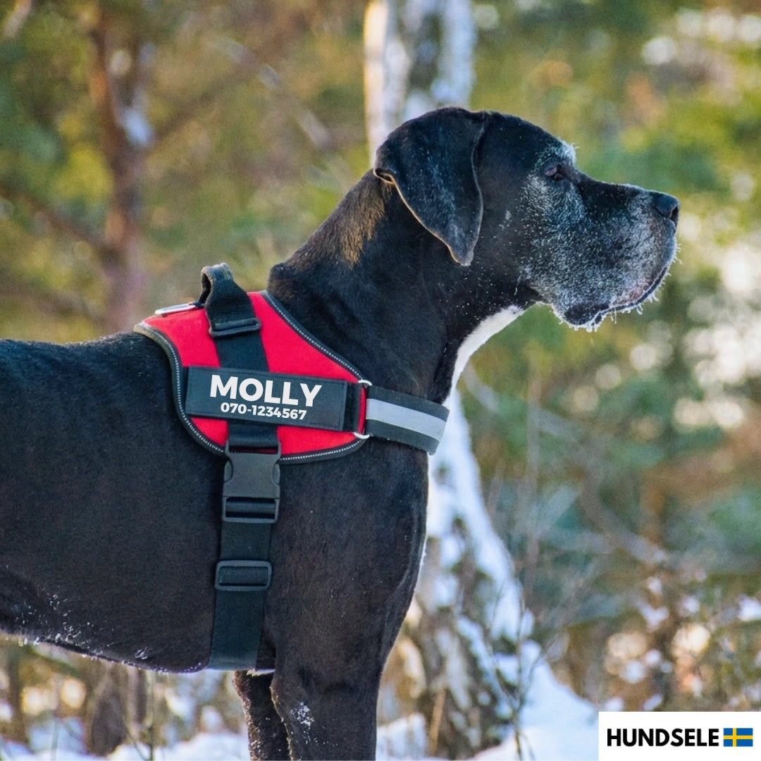 Stor svart hund i profil i svensk skog med röd hundsele med namnpatch ‘MOLLY’ och telefonnummer, sele med reflex och handtag.
