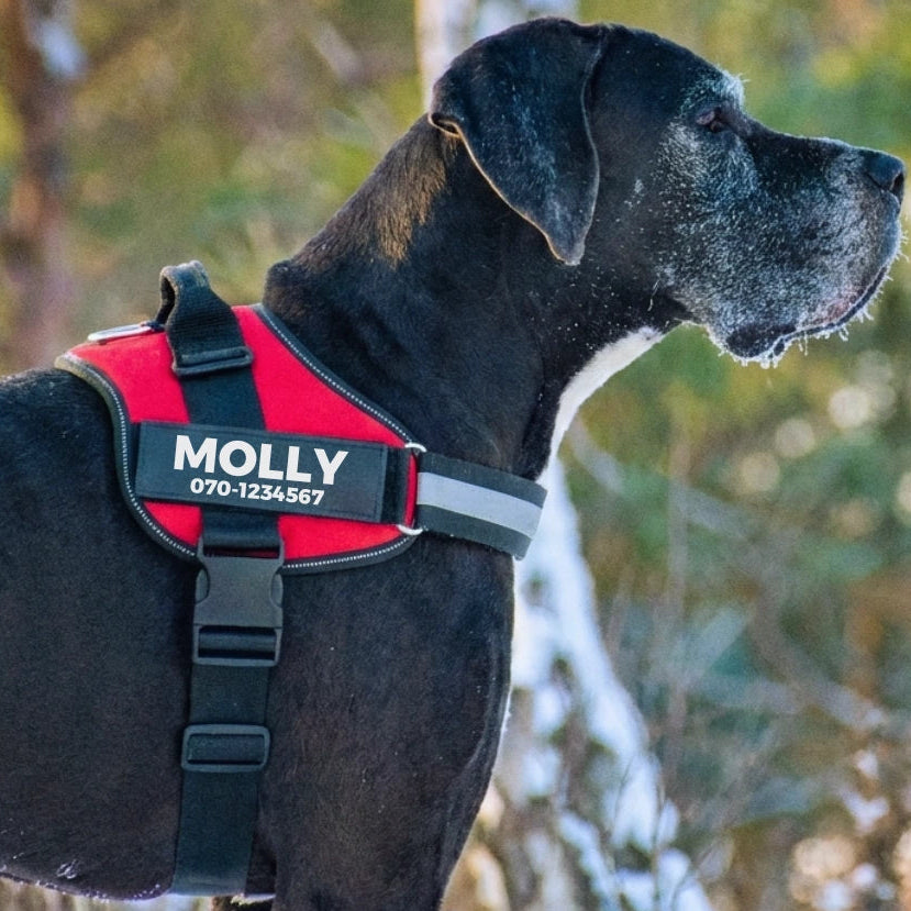 Stor svart hund i profil i svensk skog med röd hundsele med namnpatch ‘MOLLY’ och telefonnummer, sele med reflex och handtag.
