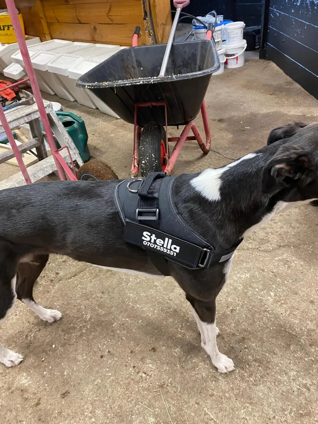 Svart personlig hundsele med namn och telefonnummer på hund