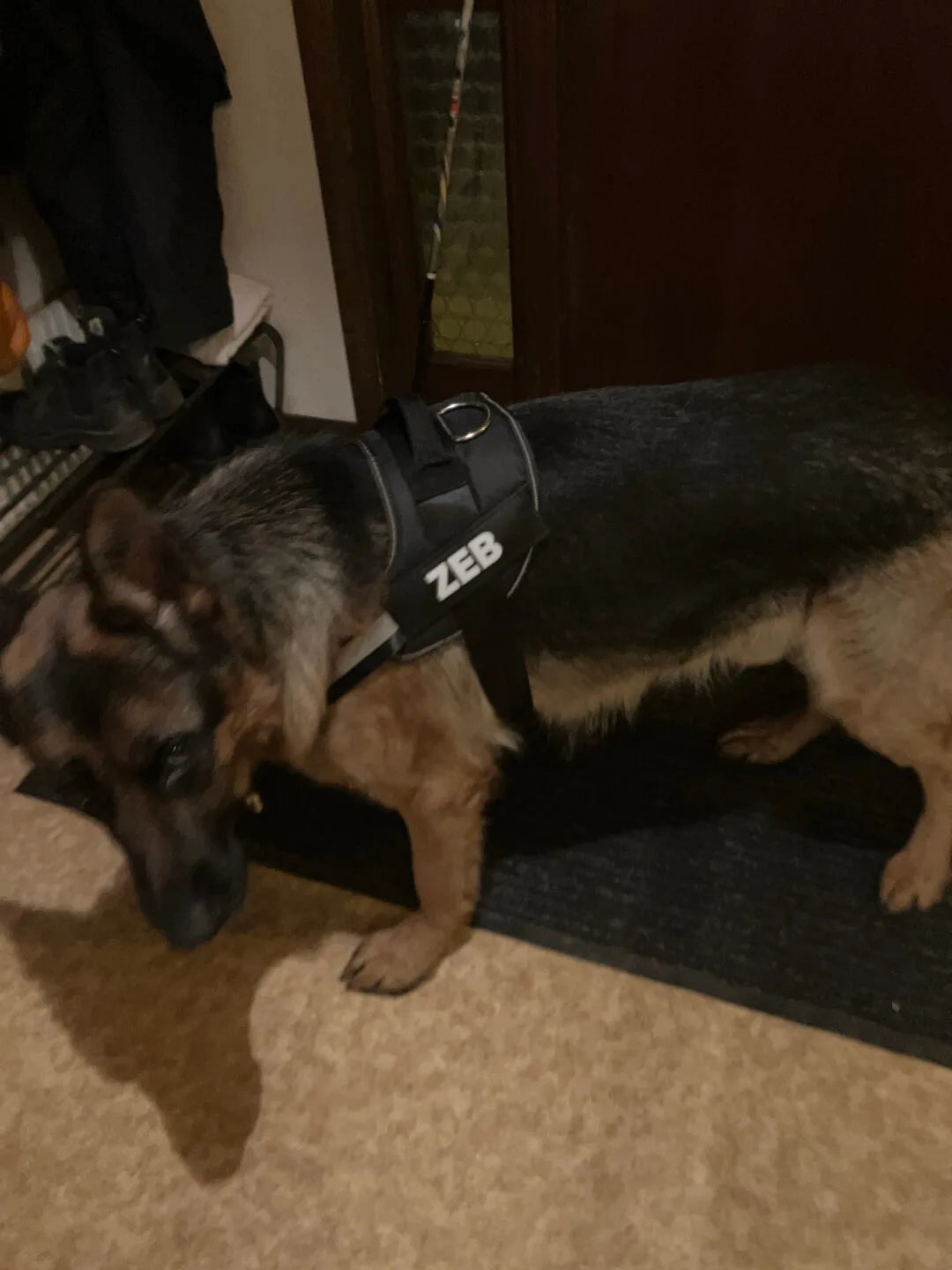 Schäfer med personlig hundsele med namn Zeb