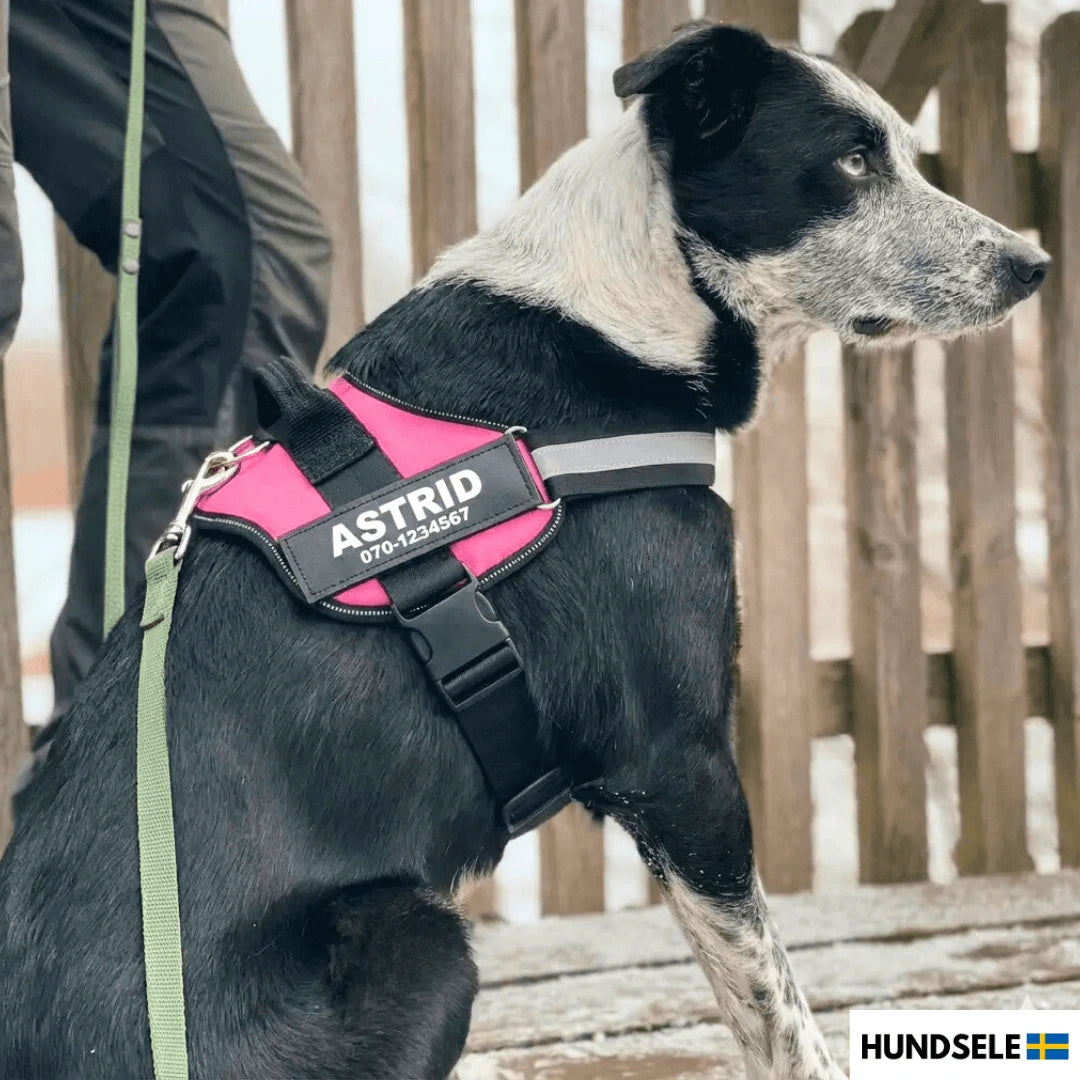 Hund med rosa hundsele med namn och telefonnummer, reflexdetaljer och handtag på ryggen.
